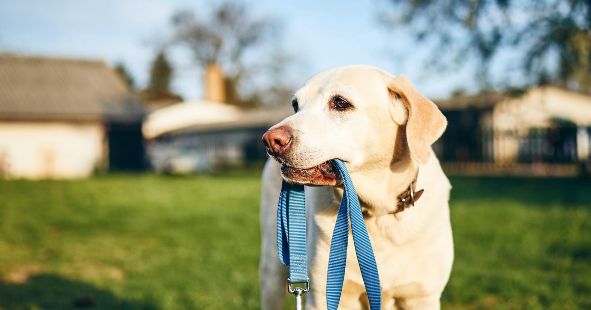 South australian dog best sale registration